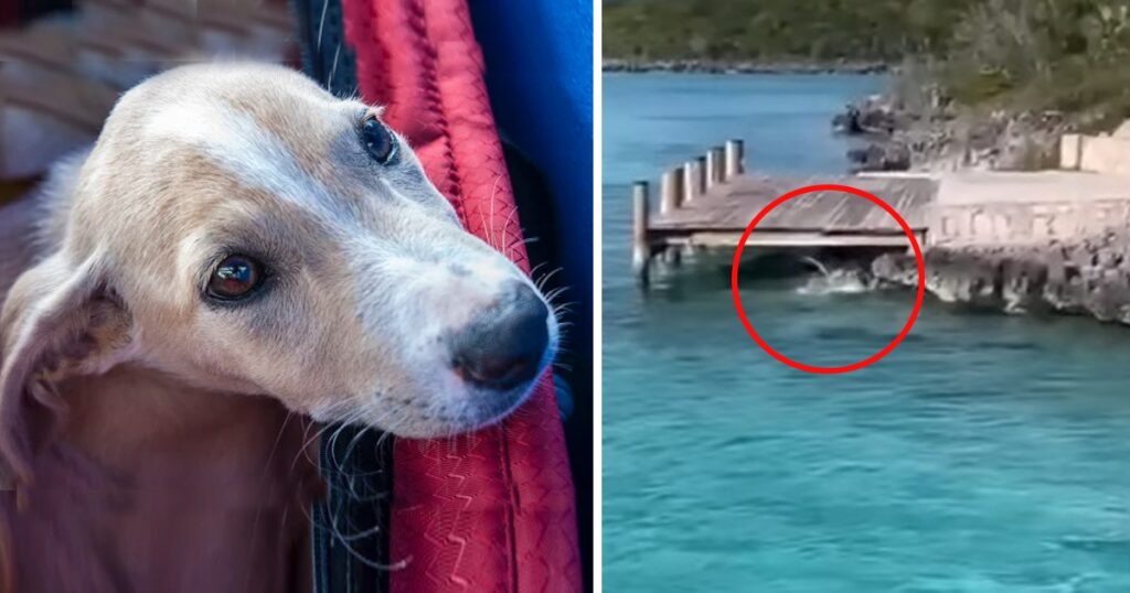 Tourists Terrified After Dog Jumps Onto Hammerhead Shark Swimming Close To Shore