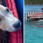 Tourists Terrified After Dog Jumps Onto Hammerhead Shark Swimming Close To Shore