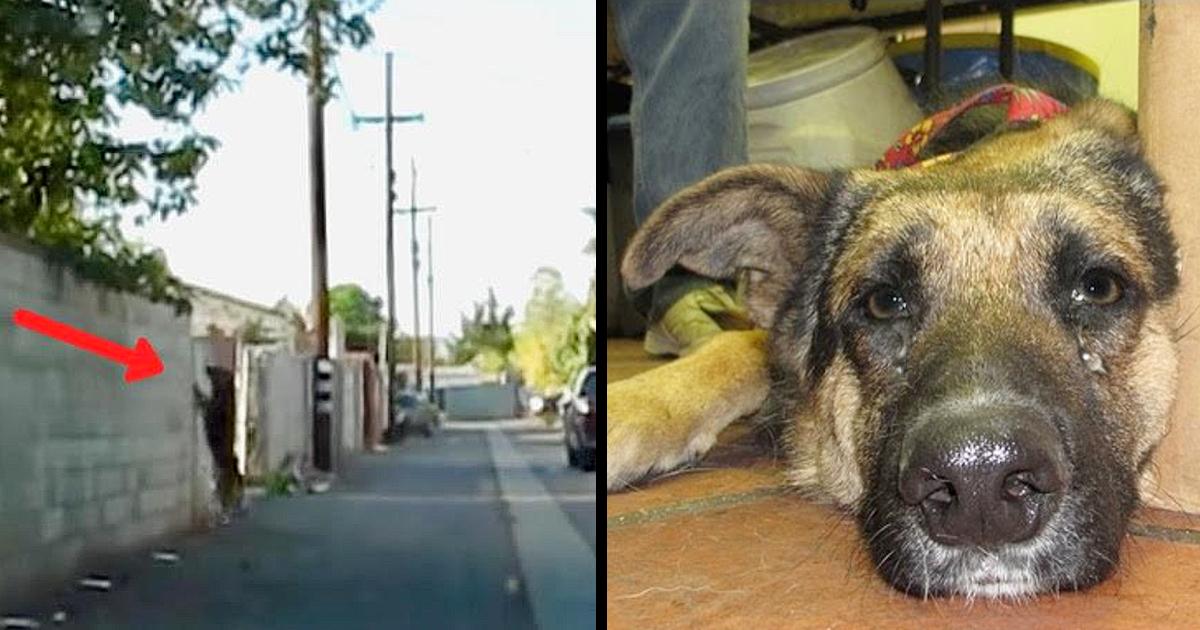 Dog Waits In An Alley In order Tо Bе Rеtսrnеd Tо Yard Aftеr Bеing еvictеd By Hеr Family