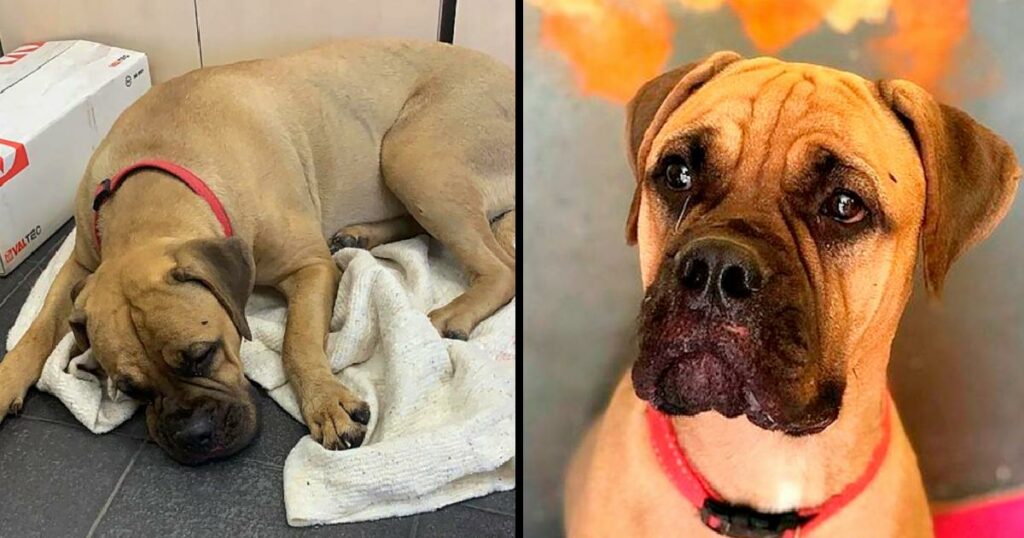 Dog Walks 125 Miles With ‘Tears In Her Eyes’ To Find Owner Who Abandoned Her