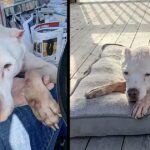 Dog Was Thrown Out In Extreme Temperatures For Being Old & Useless