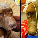 Dog Who Had His Ears Ripped Off Just Wants to Cuddle and Find a Forever Home