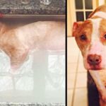 Dog Who Was Abused Deserves Every Moment Of His Healing Bath