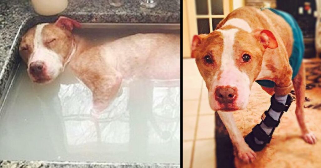 Touching Moment:  Dog Who Has Been Abused Horribly Deserves Every Second Of His Healing Bath