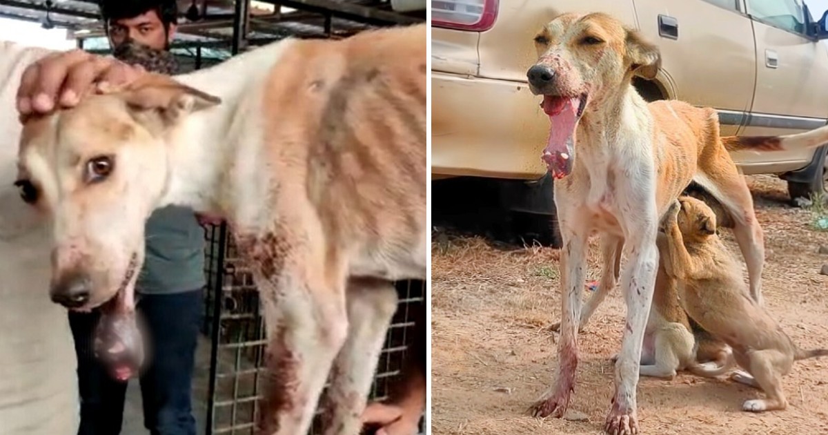 From Suffering to Triumph: Resilient Dog Overcomes Broken Jaw and Teeth, Rediscovering Joy With a Radiant Smile