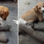 Puppy Found Abandoned On Street With  Broken And Bandaged Legs Unable To Move Crying In Hunger And Pain