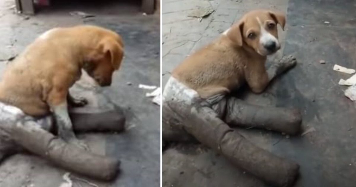 Puppy Found Abandoned On Street With  Broken And Bandaged Legs Unable To Move Crying In Hunger And Pain