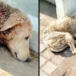 Dog With Neck Wound Lays Down To Die Howeνer Assist Is on Its Way.