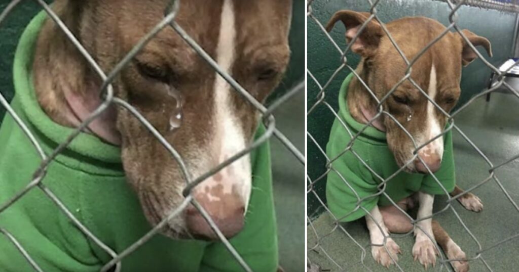 Heartbreaking story: the dog shed tears while wearing the sweater his owner gave him for Christmas, but now the owner is gone forever