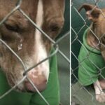 Heartbreaking story: the dog shed tears while wearing the sweater his owner gave him for Christmas, but now the owner is gone forever