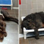 After Being Evicted From Their Previous Home, These Two Canines Can’t Seem To Separate From One Another At The Animal Shelter