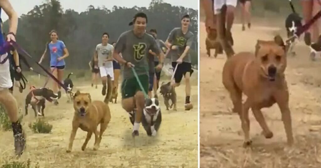 High School Cross-Country Team Brings Unwanted Shelter Dogs Along On Their Morning Run