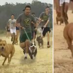 High School Cross-Country Team Brings Unwanted Shelter Dogs Along On Their Morning Run