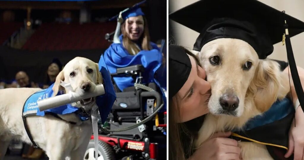 Service dog gets his own honorary diploma after helping owner through college