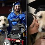 Service dog gets his own honorary diploma after helping owner through college