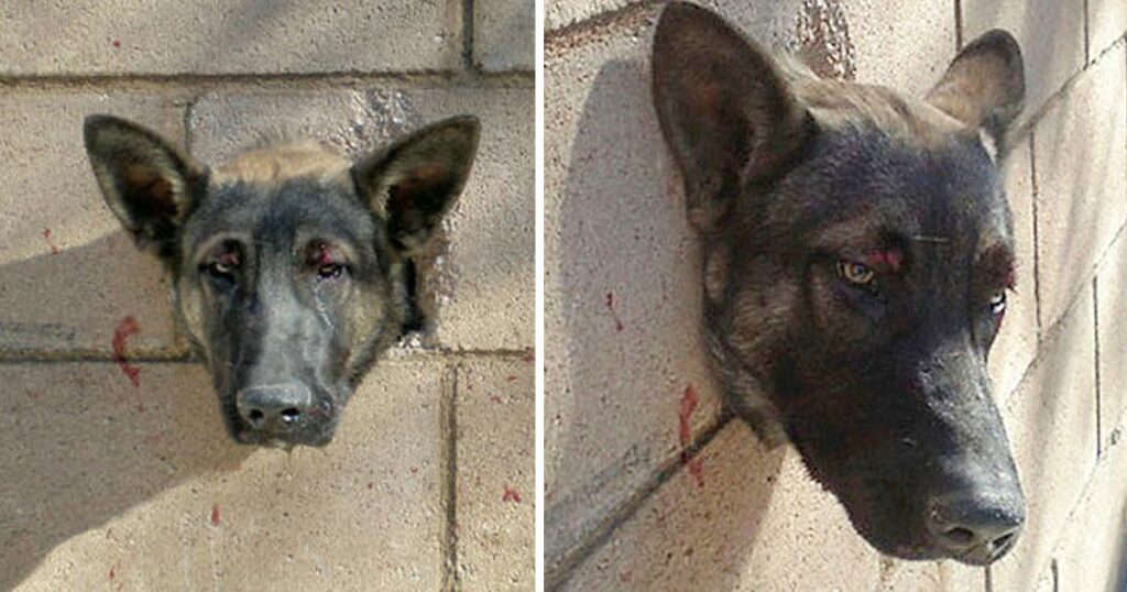 The Frightened Puppy Screamed in Fear and Pain! His Head is Stuck in a Concrete Wall!