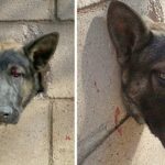 The Frightened Puppy Screamed in Fear and Pain! His Head is Stuck in a Concrete Wall!