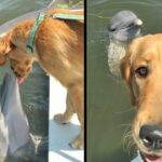 Dolphin Waits For A Cute Doggy Kiss From His Golden Retriever Friend, And Their Photo Goes Viral