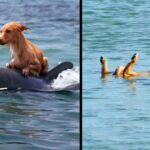 Dolphins rescue a terrified little dog from drowning in a Florida canal