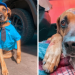 Badly injured puppy is rescued by gas station workers and becomes employee of the year