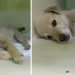 The sick puppy was lying on the street under the pipe for 3 days. A stray dog ​​and a young veterinarian saved the baby’s life