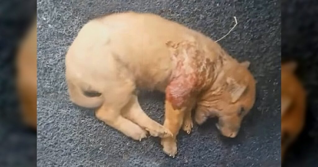 Puppy Crying in Pain after He got bitten by Other Dogs is Abandoned On the Side of the Road