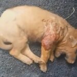 Puppy Crying in Pain after He got bitten by Other Dogs is Abandoned On the Side of the Road