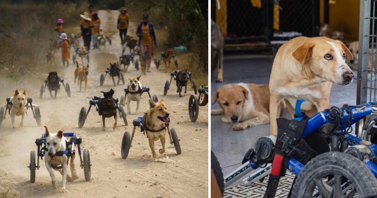 Thai Animal Shelter Gives Disabled Dogs A New Lease On Life