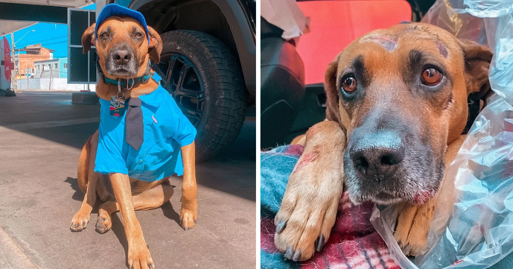 Badly injured puppy is rescued by gas station workers and becomes employee of the year