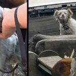 Dumped Dog Covered In Soot & Ash Spent Her Nights Sleeping Outside On An Old Burnt Couch