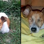 Dumped In The Bush, Blind And Very Thin Dog Begging In Fear For A Second Chance To Live