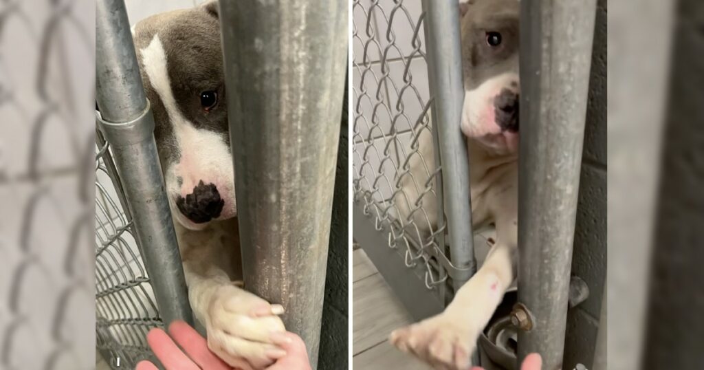 Desperate Shelter Dog Sticks Her Paw Through Kennel Bars Whenever Someone Passes By, All She Was Dreaming Of Was Her Own Family