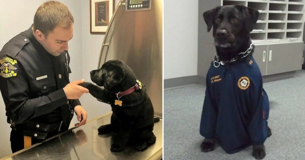 Abandoned dog desperately begged a police officer to adopt, cute gestures the officer couldn’t refuse.