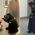 Abandoned dog desperately begged a police officer to adopt, cute gestures the officer couldn’t refuse.