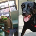 Eclipse dies, the dog who traveled alone by truck and returned home without anyone’s help