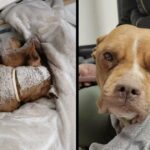 Elderly Dog Found Curled Up Outside During Blizzard Gets A Christmas Miracle