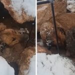 She Gave Birth To 10 Puppies In The Cold Snow, She Tries To Raise Them And Waits For Someone To Help