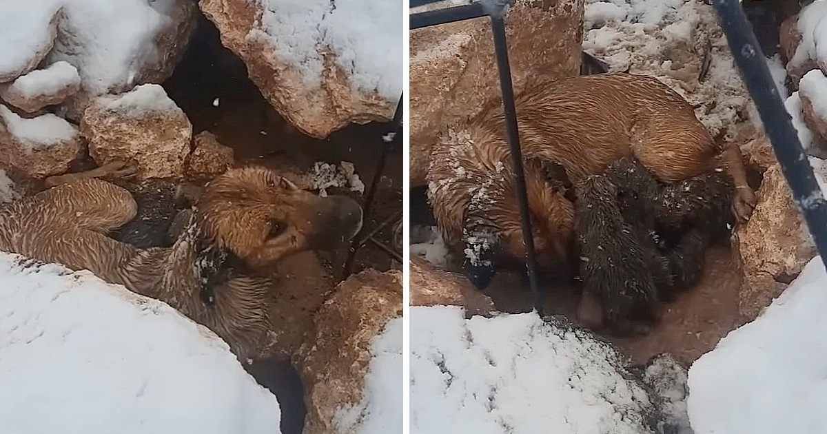 She Gave Birth To 10 Puppies In The Cold Snow, She Tries To Raise Them And Waits For Someone To Help