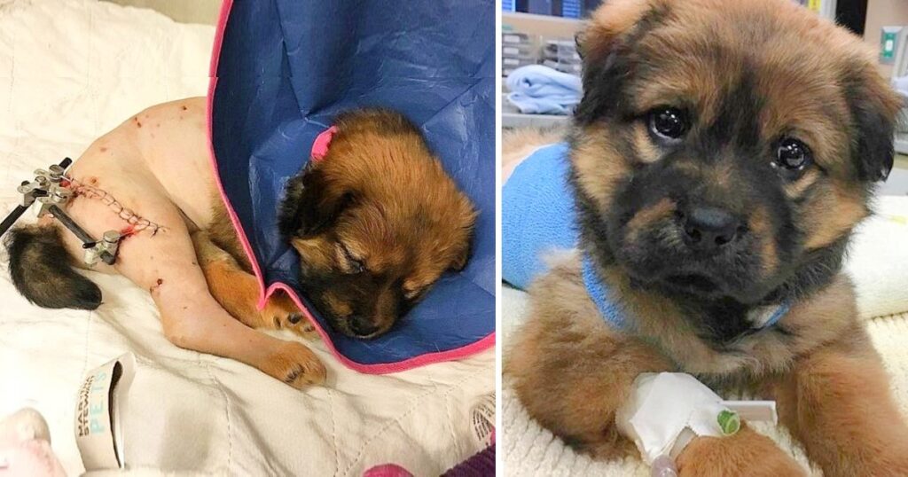 How A Tiny Injured Puppy Healed Me When I Needed It Most