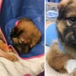 How A Tiny Injured Puppy Healed Me When I Needed It Most