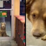 Every day, a stray dog comes to the sandwich store for a free dinner.