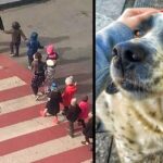 Every day, stray dog acts as a crossing guard and protects young students crossing the street