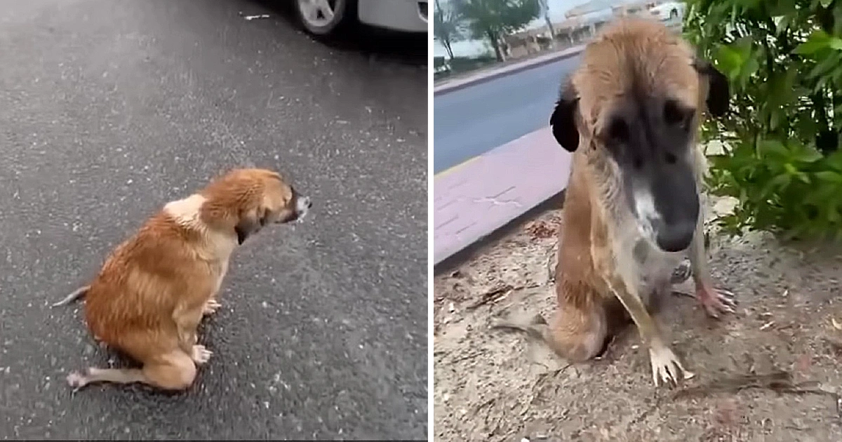 Every day, This Kind Mother Still Drags Thin Body To The Street to Ask for Food to Bring Back Pups