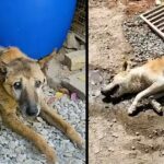 Fairy tale has come true for these terribly injured elderly street dogs…