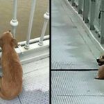 Faithful dog has been waiting for his owner on the bridge where he saw him jumping for four days