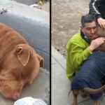 Family cries when they are reunited with their lost puppy, who spent 5 months living on the street