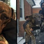 Family Left The Dog Tied up In The Snow overnight But Thе Neighbоr Stepped In To Make It Right