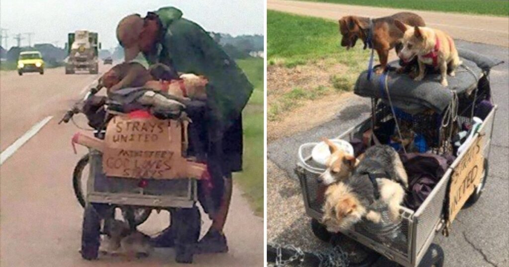 A Homeless Man Commits Himself to Rescue Stray Dogs Without a Home as Part of a Caring Mission