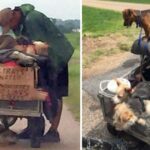 A Homeless Man Commits Himself to Rescue Stray Dogs Without a Home as Part of a Caring Mission