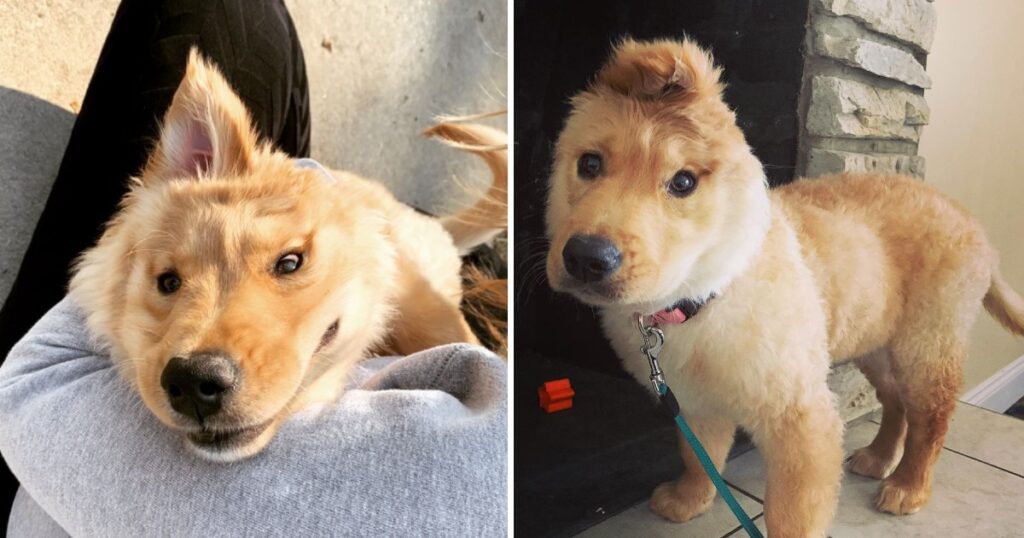 Magical One-Eared Golden Retriever Puppy: A Delightful Sight